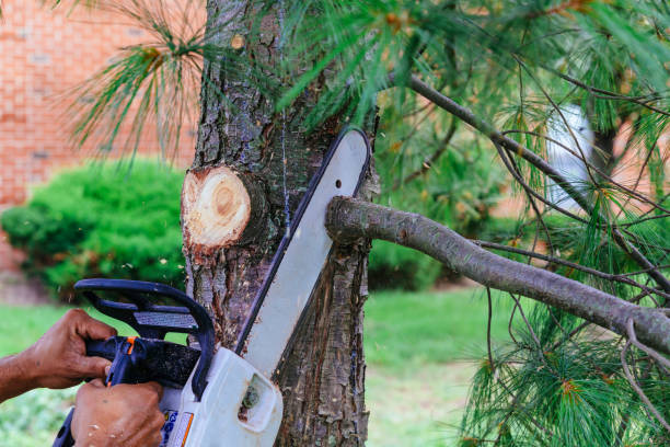 How Our Tree Care Process Works  in  Somerset, TX